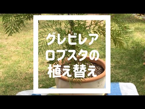 園芸 Rostrate ヘリコニア、ロブスタークロー