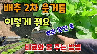 김장배추 2차 웃거름방법 뿌리확인후 이렇게 주셔야 배추결구시기 배추물주는방법