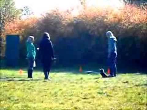 Adísek - neoficiální závod obedience
