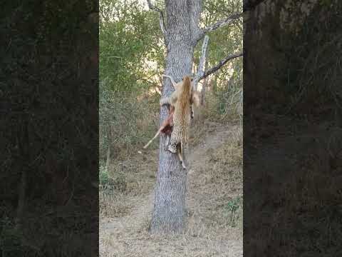 Leopard Saves Its Meal Just in Time 食物保卫战 花豹火速转移避开鬣狗 #animals 【跟着图尔去旅行】