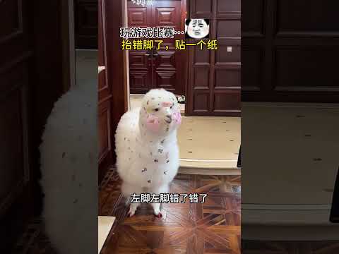 羊驼的智商有多高 训练左右脚，对了奖励胡萝卜，错了罚一张贴纸神奇动物在抖音 萌宠出道计划 羊驼乐乐妈