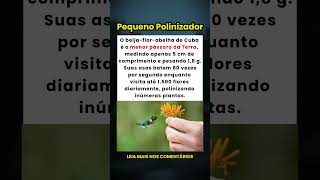O Menor Pássaro do Mundo: Conheça o Beija-Flor-Abelha de Cuba! 🐦🇨🇺