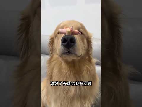 Scorching Hot Day! My Dog's Hilarious Monologue Challenge on Douyin