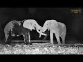 Elephant tussle | Great Plains Conservation