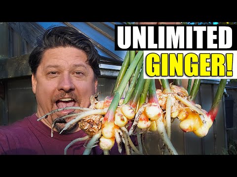 How To Grow Ginger At Home In 2023!