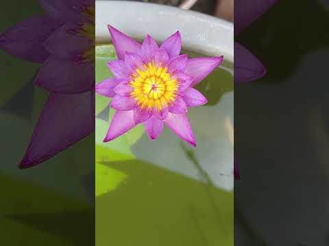 water lily #garden #gardening #plants #youtubeshorts