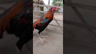 Download lagu Jagonya Ayam,, Ayam Jago, story wa mp3