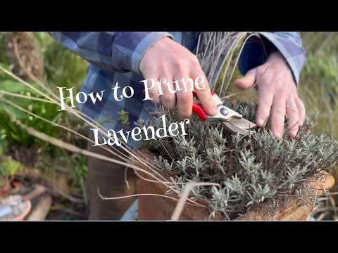 How to Prune Lavender for Maximum Blooms This Summer! With Toby Buckland