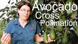 How do Avocado Trees Cross Pollinate?