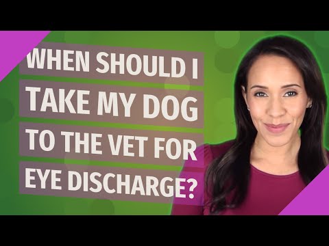 When should I take my dog to the vet for eye discharge?