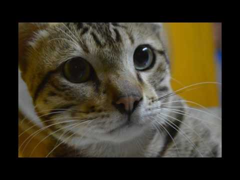 Deshi Cat Show Vet in Dhaka 01912251312 @ Dr. Sagir's Pet Clinic