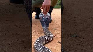 Download lagu Cranky King Cobra!🐍 #kingcobra #snake #foryou #viral #viralshorts mp3 Download lagu Cranky King Cobra!🐍 #kingcobra #snake #foryou #viral #viralshorts mp3