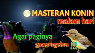 Download lagu MASTERAN KONIN MALAM HARI AGAR PAGINYA GACOR NGOBR... mp3