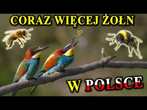 ŻOŁNA - Ptak, Który Zjada Osy, Szerszenie, Trzmiele, Pszczoły