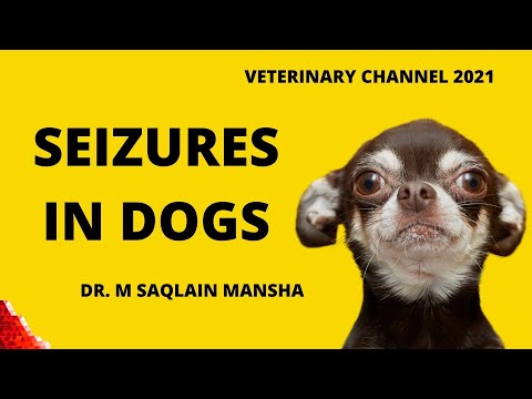 Veterinary Neurology: The  Causes, Clinical Signs, Diagnosis, And Treatment Of Seizures In Dogs