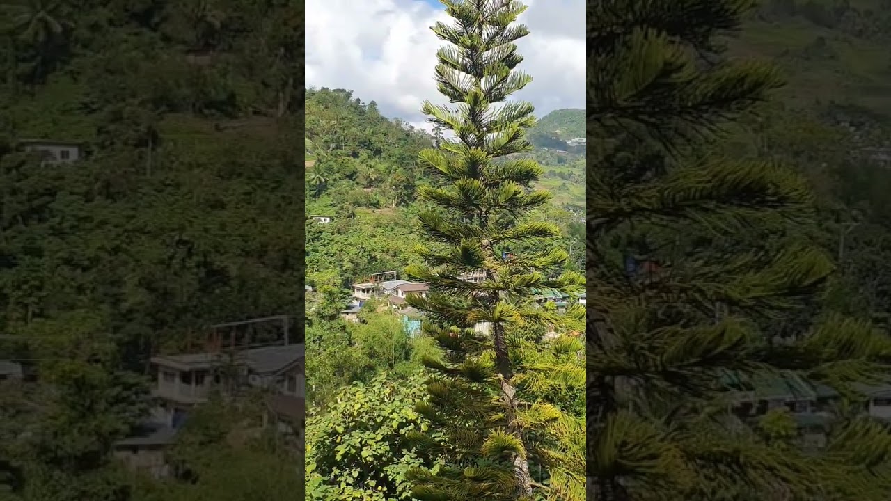 YouTube Short thumbnail