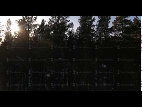 Siberia, aerial of the tops of trees in the Siberian forest