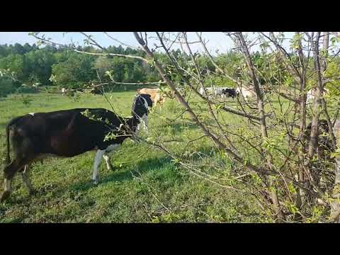 Пасем за себя день второй // крс // коровы