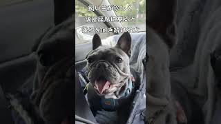 愛し合う愛犬と飼い主