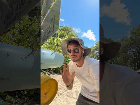 Une araignée jaune en Australie 🫨