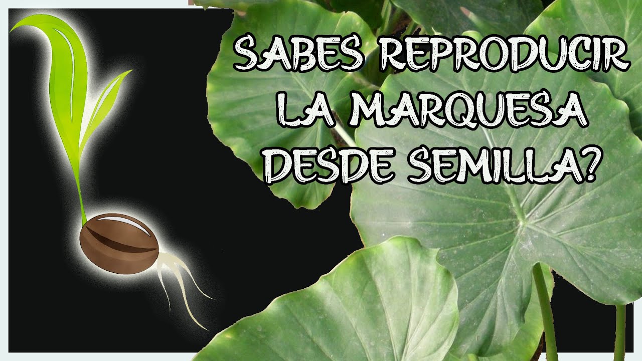 🌱Marquesa desde semilla, Orejas de elefante, alocasia.