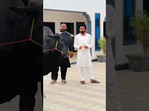 #khizaromar #eidqurban #molviviral #eidmubarakstatus