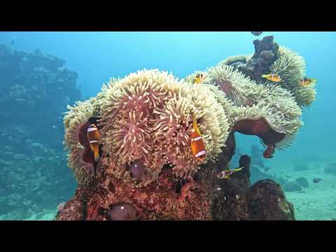 Red sea diving at Wadi Lahami 