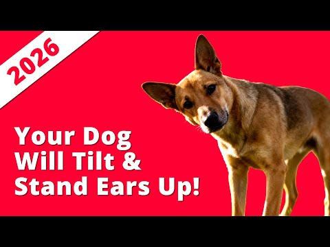10 Sounds to Make Your Dog’s Ears STAND UP 2026