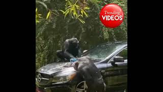 Download lagu Hewan Lucu Orang Utan, Bikin Ketawa ngakak asli mp3