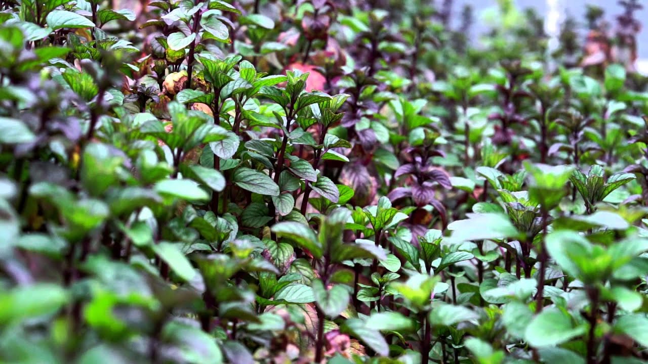 Объектив Объектив Samyang 100mm f/2.8 Macro Sony-E