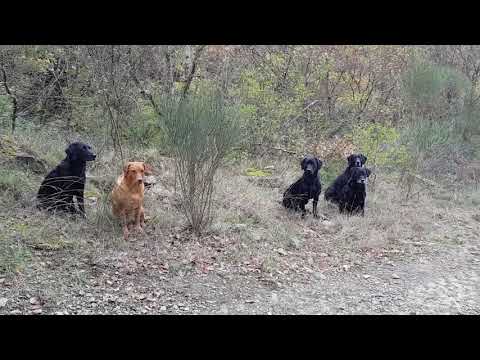 Picking up Arezzo 17/11/2018