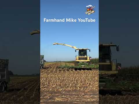 Krone Big X 1180 self propelled forage harvester taking 14 rows of corn per pass #silageseason