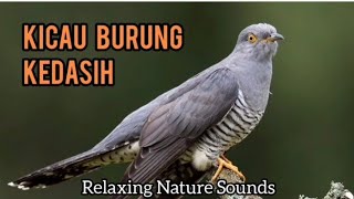 Download lagu Kicau Burung Kedasih mp3 Download lagu Kicau Burung Kedasih mp3