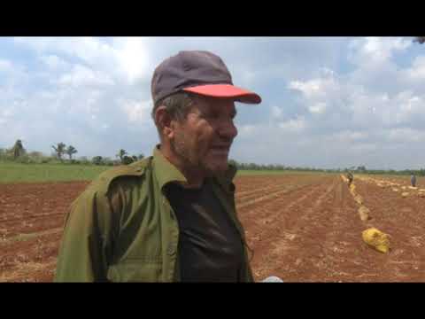 Comenzó cosecha de ajo en #Mayabeque