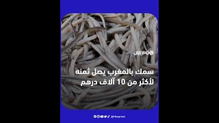 أغلى من الكافيار.. سمك بالمغرب يصل ثمنه عالميا لأكثر من 10 آلاف درهم، فما سبب هذا المبلغ الخيالي؟ thumbnail