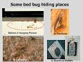 Cover image for a video entitled: Bed Bug Prevention and Treatment