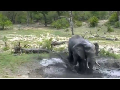wild africa Ellie Taking a Mud Bath 18-12 Djuma