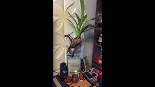 Bllra. Tahoma Glacier Orchids 'Green" 文心兰齿舌兰在家擺設分享 #orchidshare #orchids​ #蘭花 #蝴蝶蘭爛根 #蘭花水培