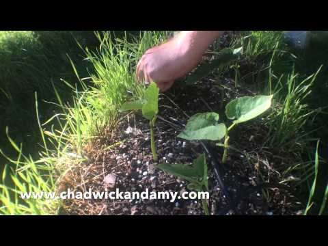 StrawBale Garden 5: Post Planting Update Two Weeks