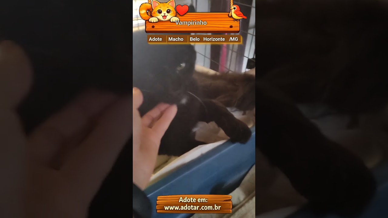 Gato raça SRD-ViraLata idade 2 a 6 meses nome Vampirinho