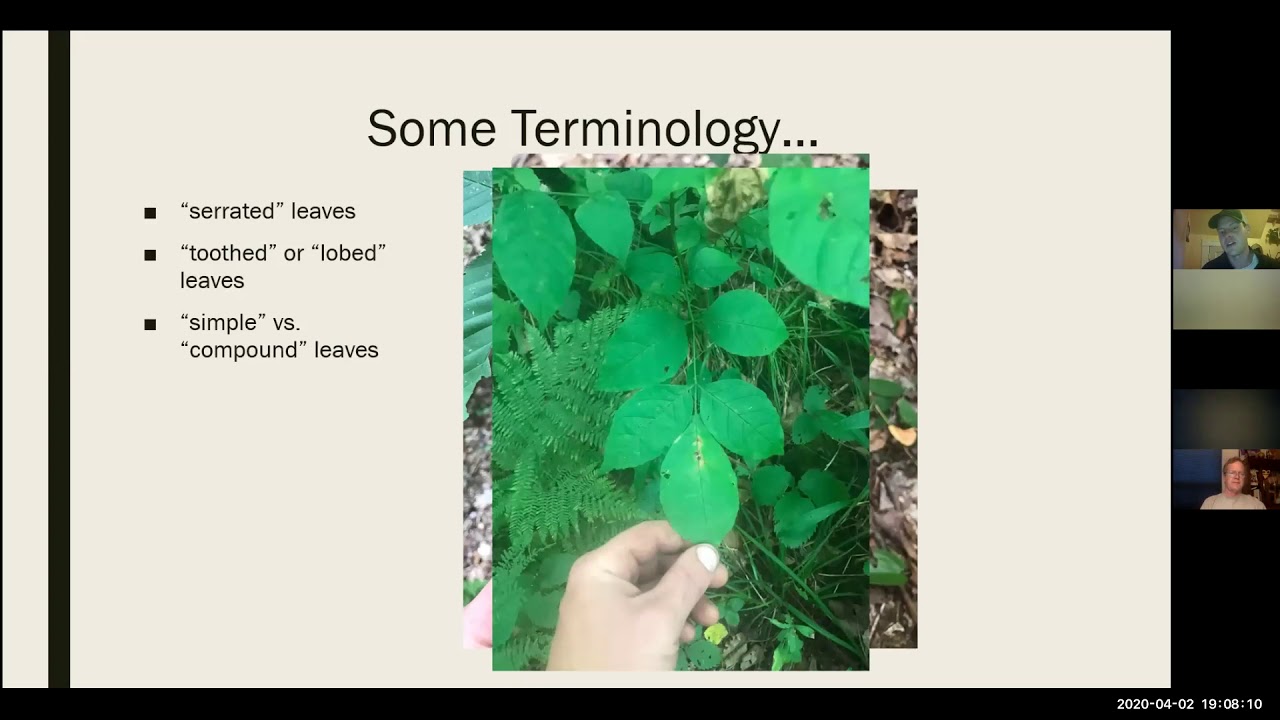 What kinds of trees are common in Vermont? Tipseri