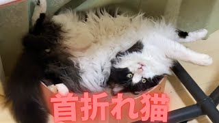 この猫首の位置おかしくね？