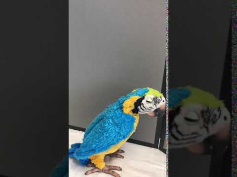 furreal macaw