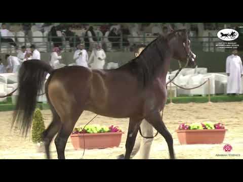 N 229 MANSOUR AL KHOR   The 13th Makkah International Region Championship   Stallions 4 6 Years Old