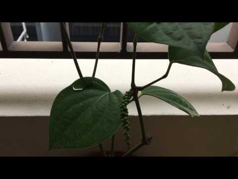 Plant care for Pepper plant or Piper Nigrum