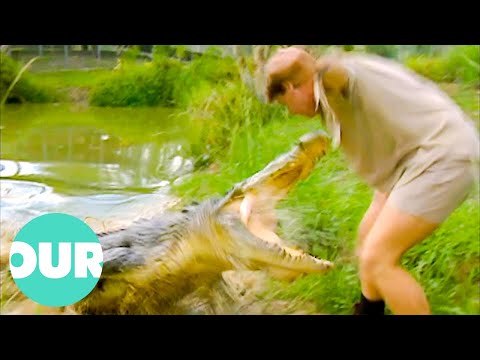 Can Steve Irwin Capture The Australian Saltwater Crocodile? | Our World