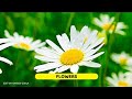 Nature Video Status Video Pahadi Status Garhwali Status Kumaoni Status Gadwali Status