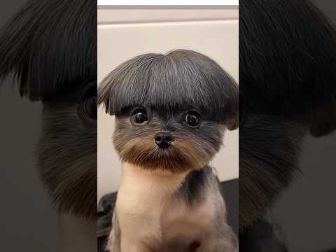 Comment appelle-t-on son chien avec une telle coupe de cheveux ? ✂️🤦