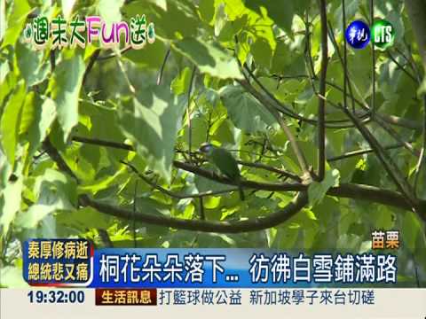 梅雨季快來了! 賞桐花得趕快