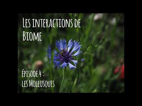 Les interactions de Biome - épisode 4 : les Mollusques